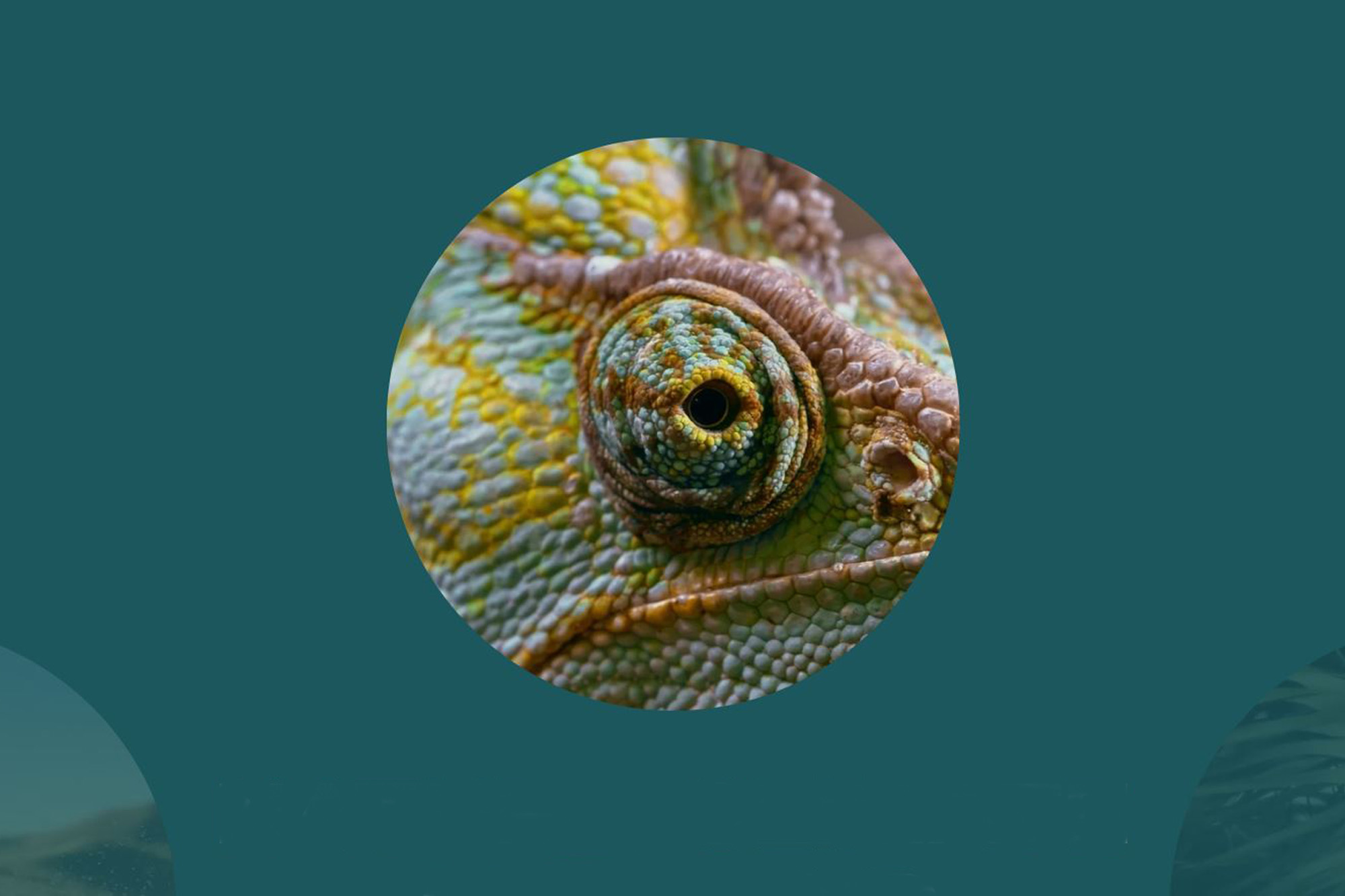 Close-up of a lizard's eye in a circle on a green background.