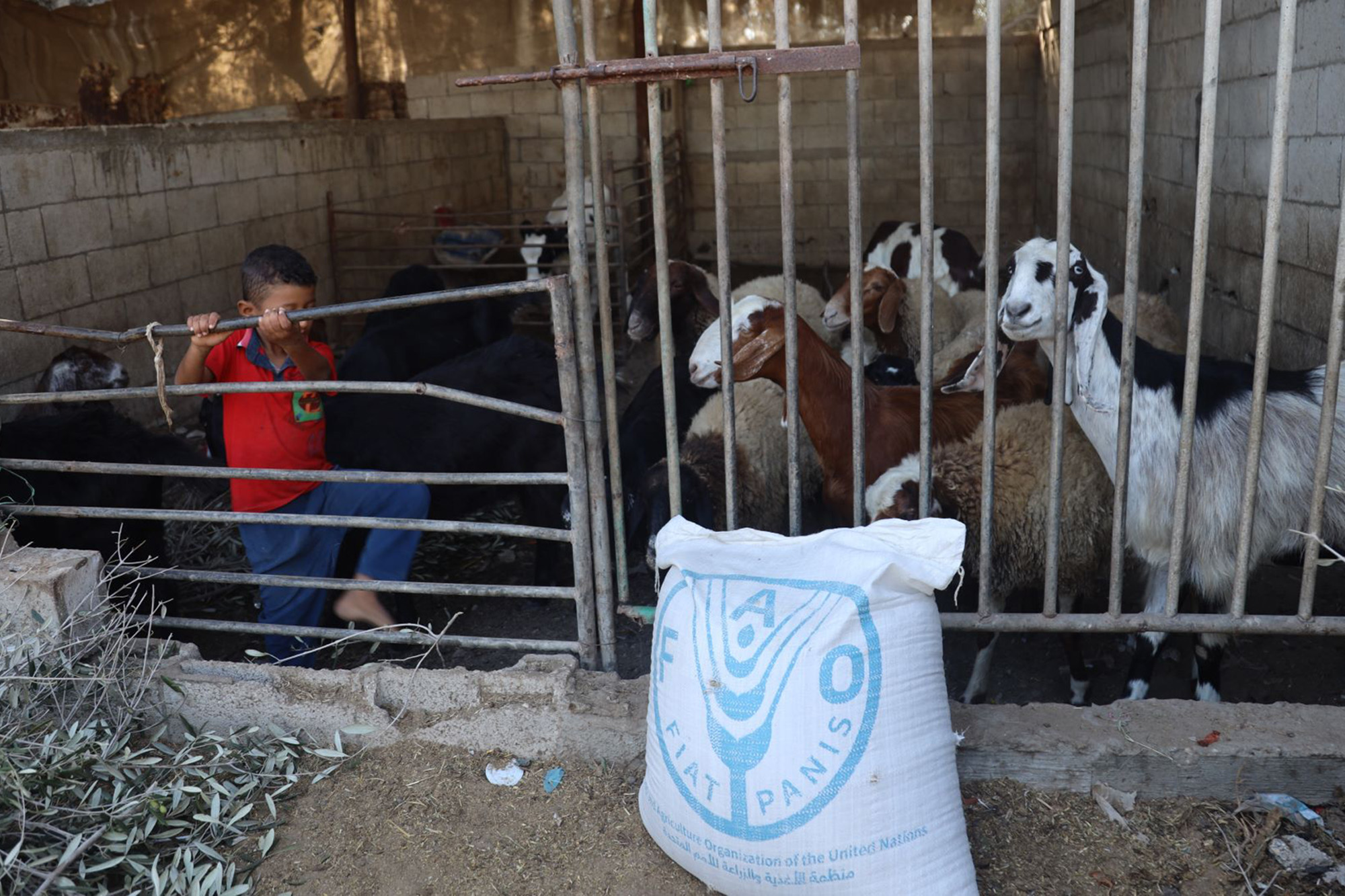 A child surrounded by goats in a corral.