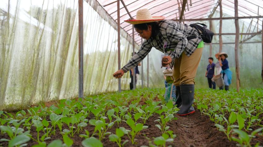 In October 2024, a group of women farmers from Myanmar visited hilltribe women farmers at Doi Inthanon, Thailand, to learn about sustainable agriculture. UNODC/Laura Gil