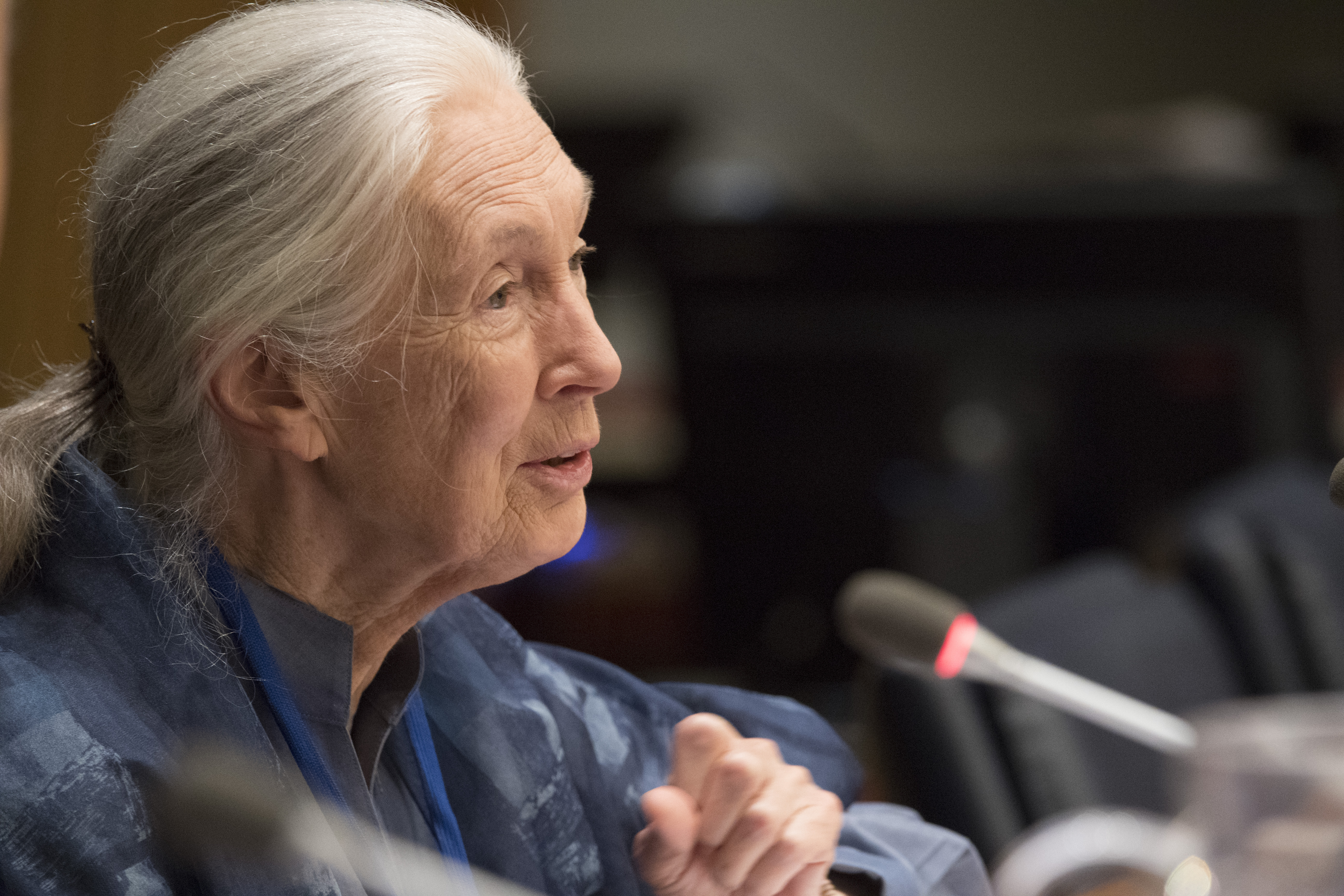 UN Messenger of Peace Jane Goodal addresses a Student Observance of the International Day of Peace (21 September), organized by DPI. 15 September 2017/UN Photo/Evan Schneider