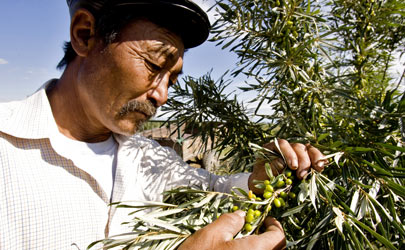 A farmer in the Altai-Sayan Eco-Region of Uvs Province, Mongolia. The United Nations Development Programme (UNDP) Altai-Sayan Project, which works to preserve the biodiversity of the region, has helped Mongolian farmers by converting unused land into an agricultural park. 2009 UN Photo/Eskinder Debebe