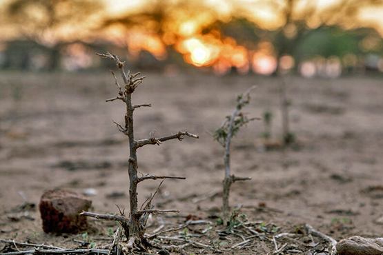 Crops withering in heat with the sun setting in the background.