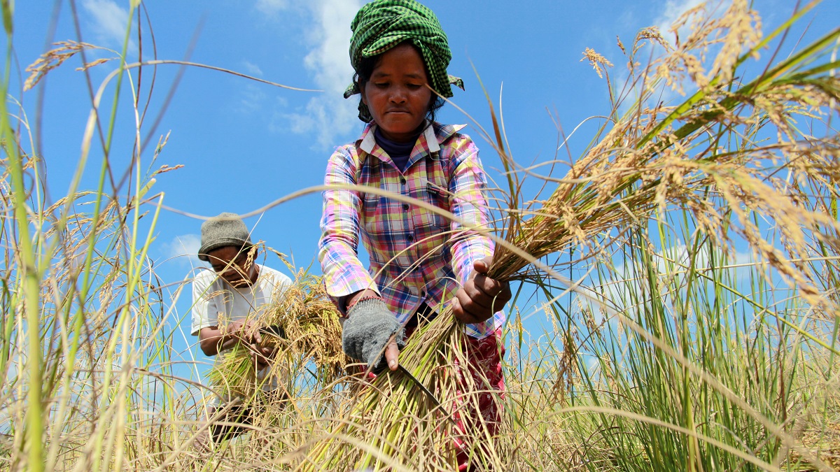 Farmers working the land