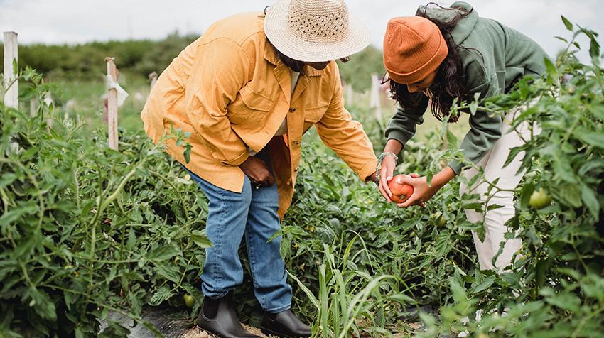 Two woman picking tomatoes at a vegetable garden