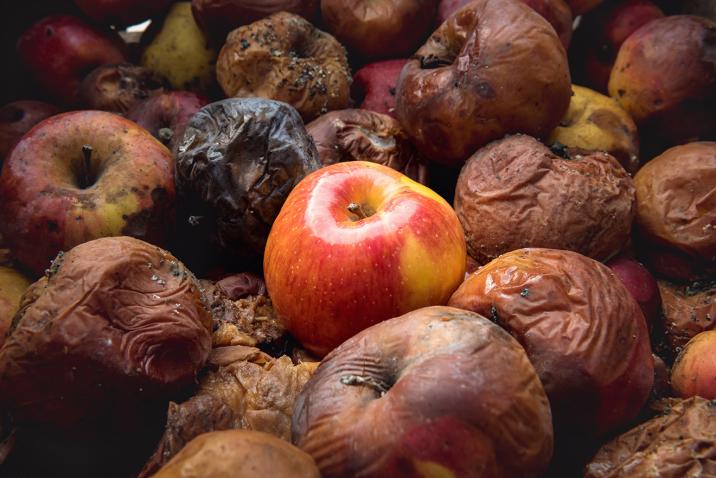 One fresh apple among dozens of rotten ones.