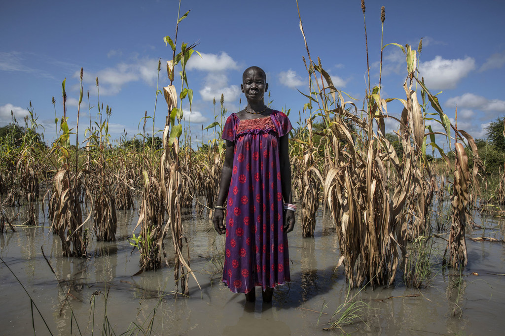 Harvests globally have been decimated by extreme weather events such as droughts and floods, like the one pictured above in South Sudan. Credit: WFP/Gabriela Vivacqua