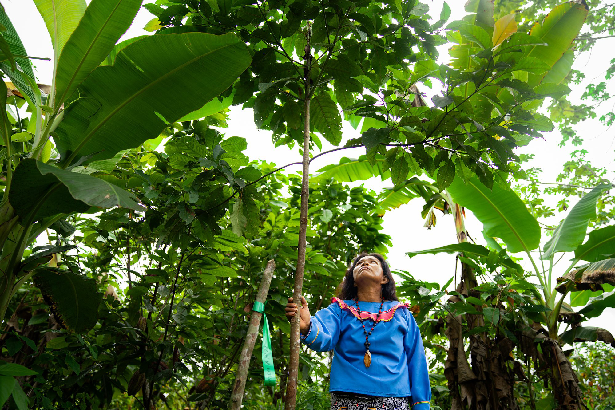 Indigenous woman looking up at tree