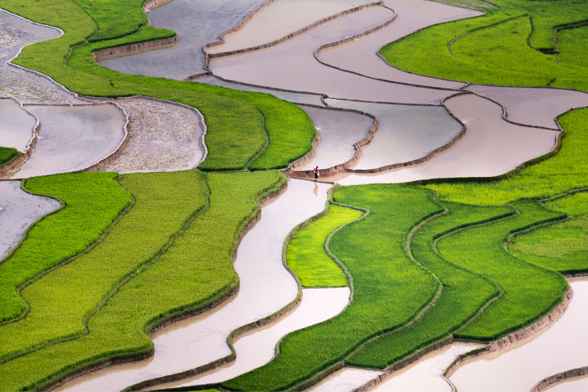 rice field terraces