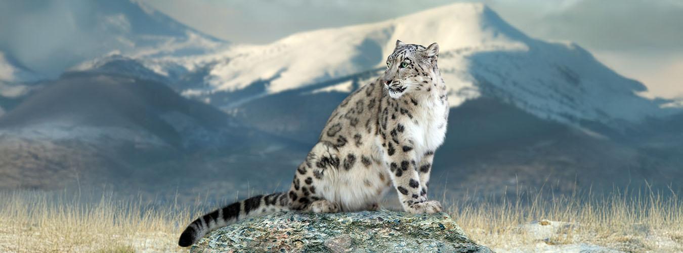 Snow leopard