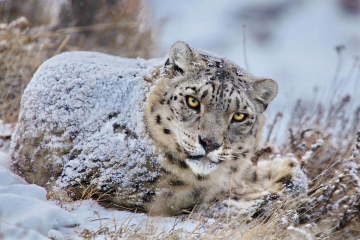 Snow Leopard.