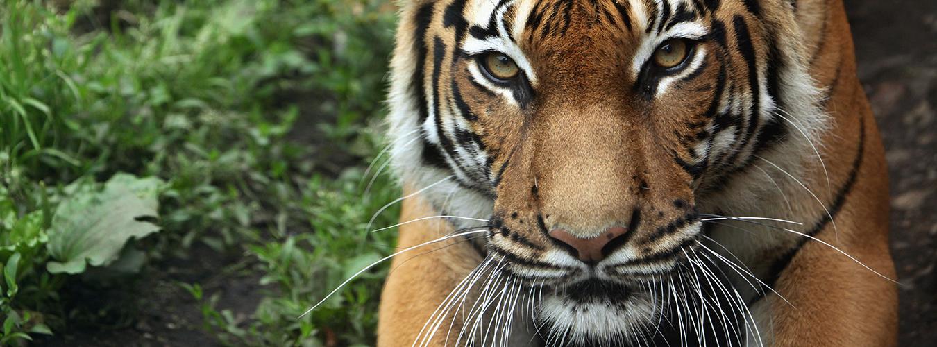 Close up of a tiger