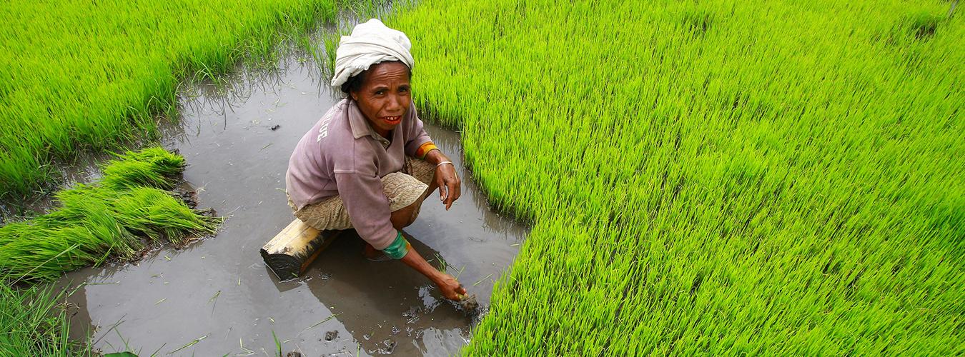 A woman farmer harvests rice by hand.