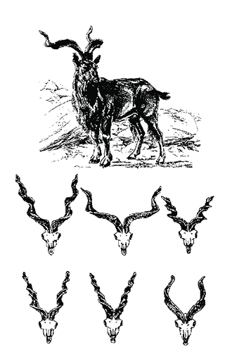 Horn variations of the markhor.