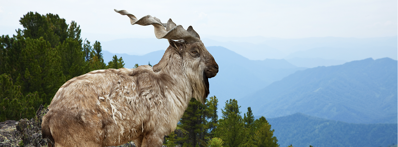 Markhor with mountains in the background